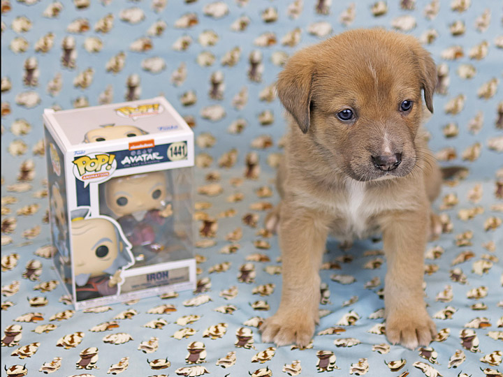 chinook puppy